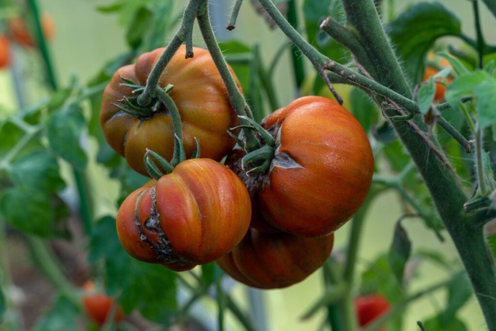 ¿Un perfume que salva tomates? El sorprendente hallazgo que podría revolucionar su conservación