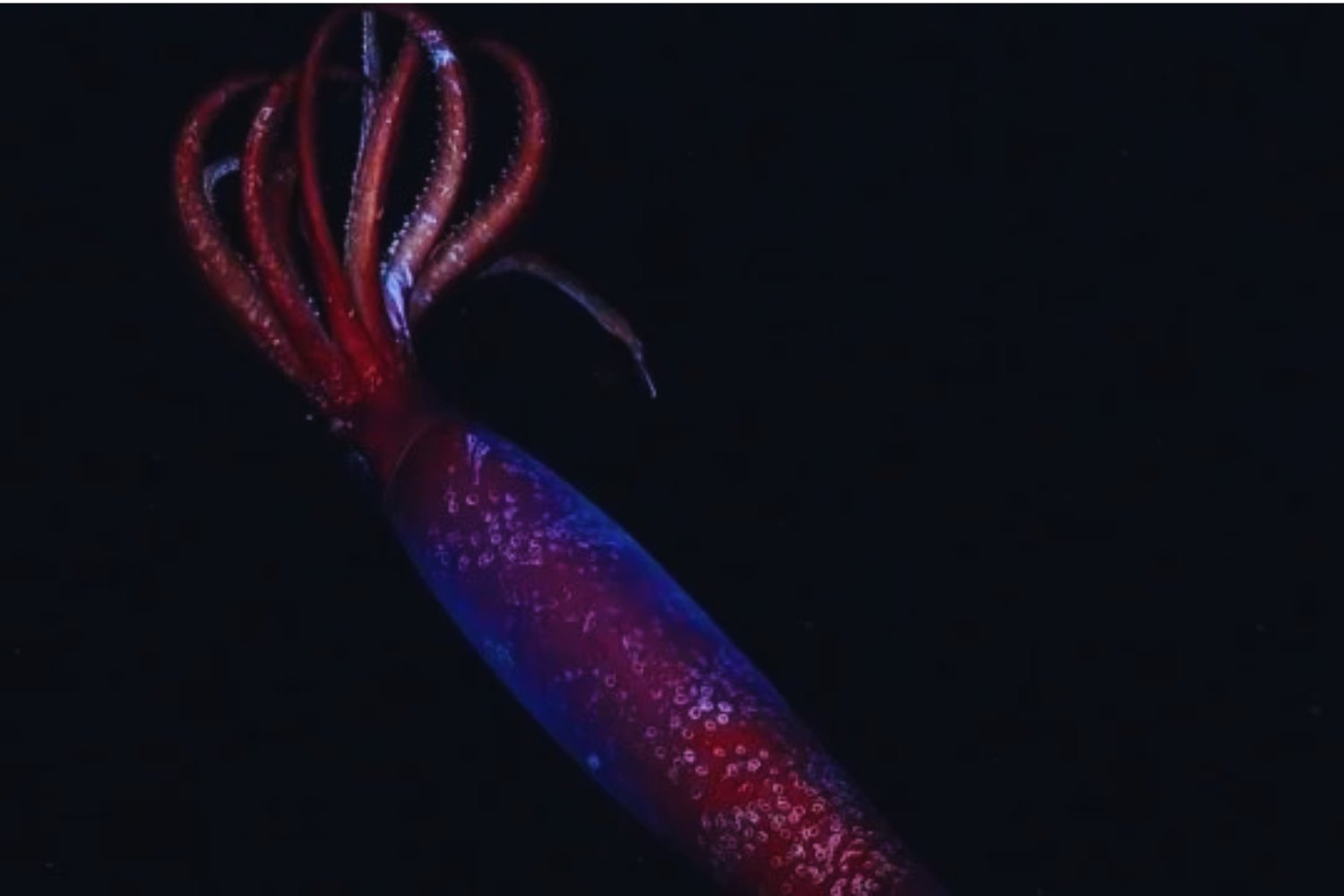 Un rojo en la oscuridad: lo que vieron los científicos bajo el hielo antártico dejó al mundo sin palabras