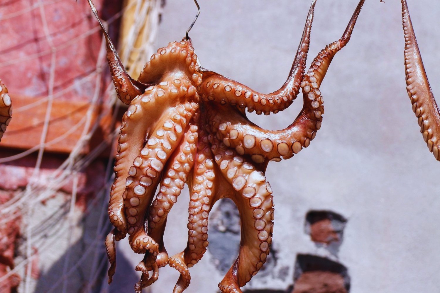 El inesperado éxodo del pulpo gallego: lo que está pasando en el Atlántico y nadie sabe cómo frenar
