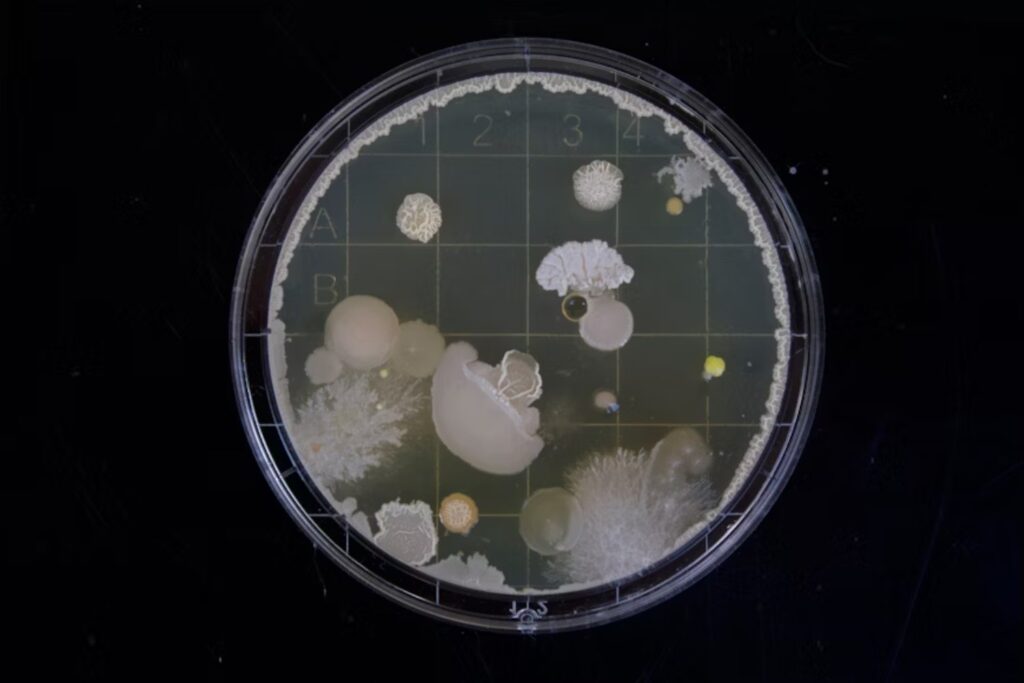 La próxima revolución en la construcción viene viva: bacterias y hongos que curan grietas solas
