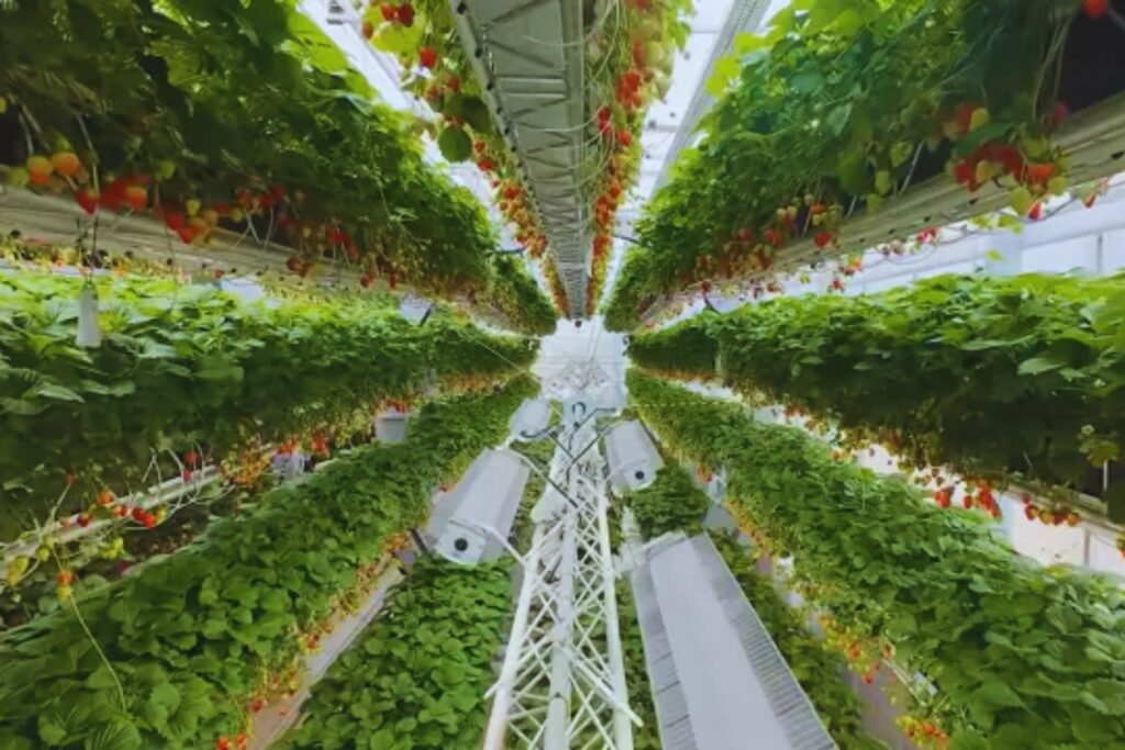 El huerto vertical de Dyson: la revolución agrícola que cambiará el futuro de la alimentación
