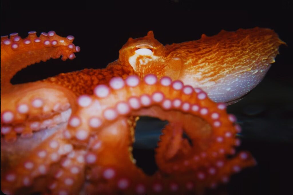El inesperado éxodo del pulpo gallego: lo que está pasando en el Atlántico y nadie sabe cómo frenar