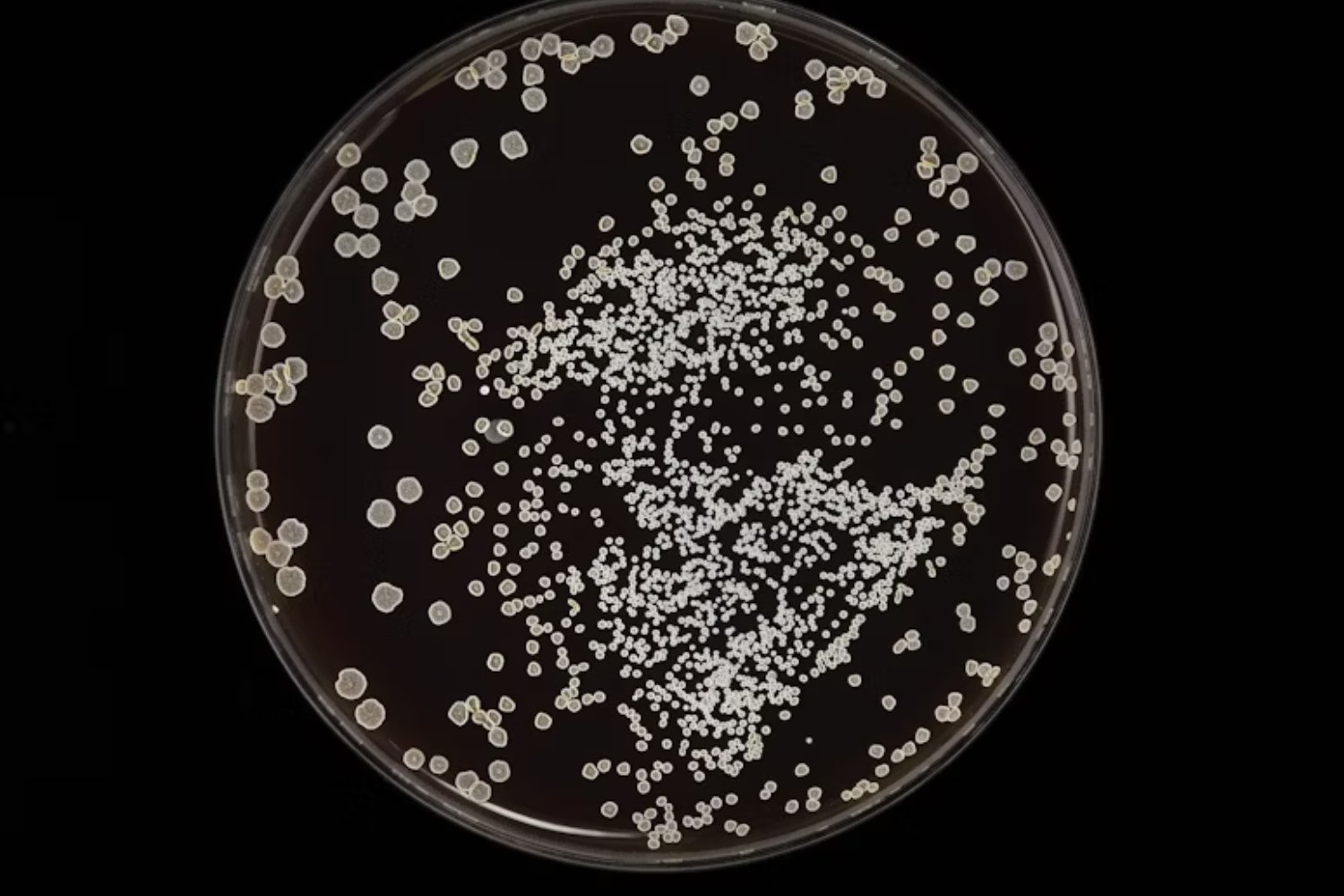 La próxima revolución en la construcción viene viva: bacterias y hongos que curan grietas solas