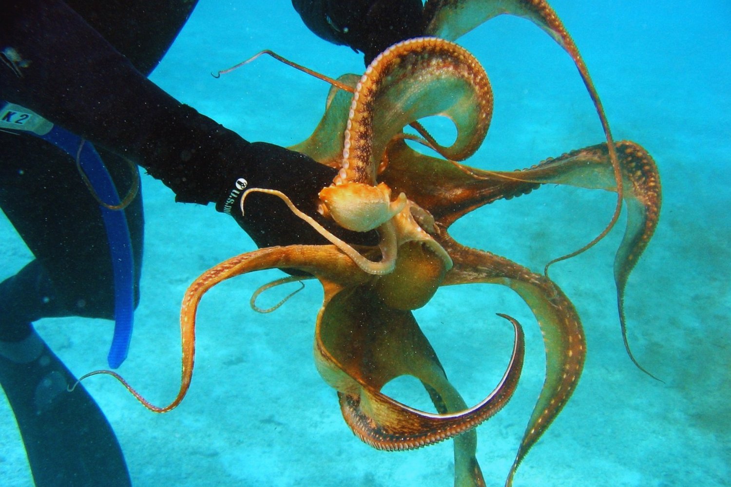 El inesperado éxodo del pulpo gallego: lo que está pasando en el Atlántico y nadie sabe cómo frenar