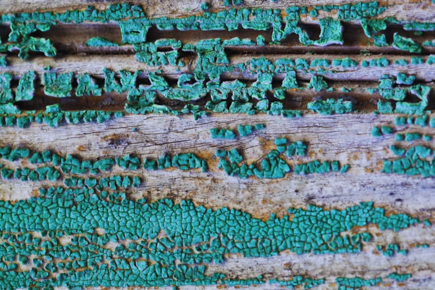 La próxima revolución en la construcción viene viva: bacterias y hongos que curan grietas solas