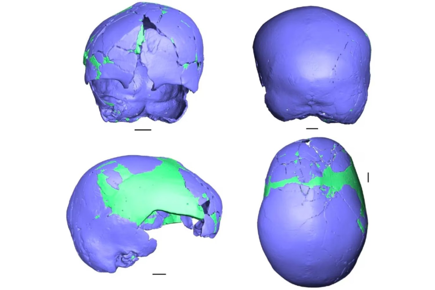 Un cráneo olvidado podría cambiar lo que sabemos sobre neandertales y Homo sapiens