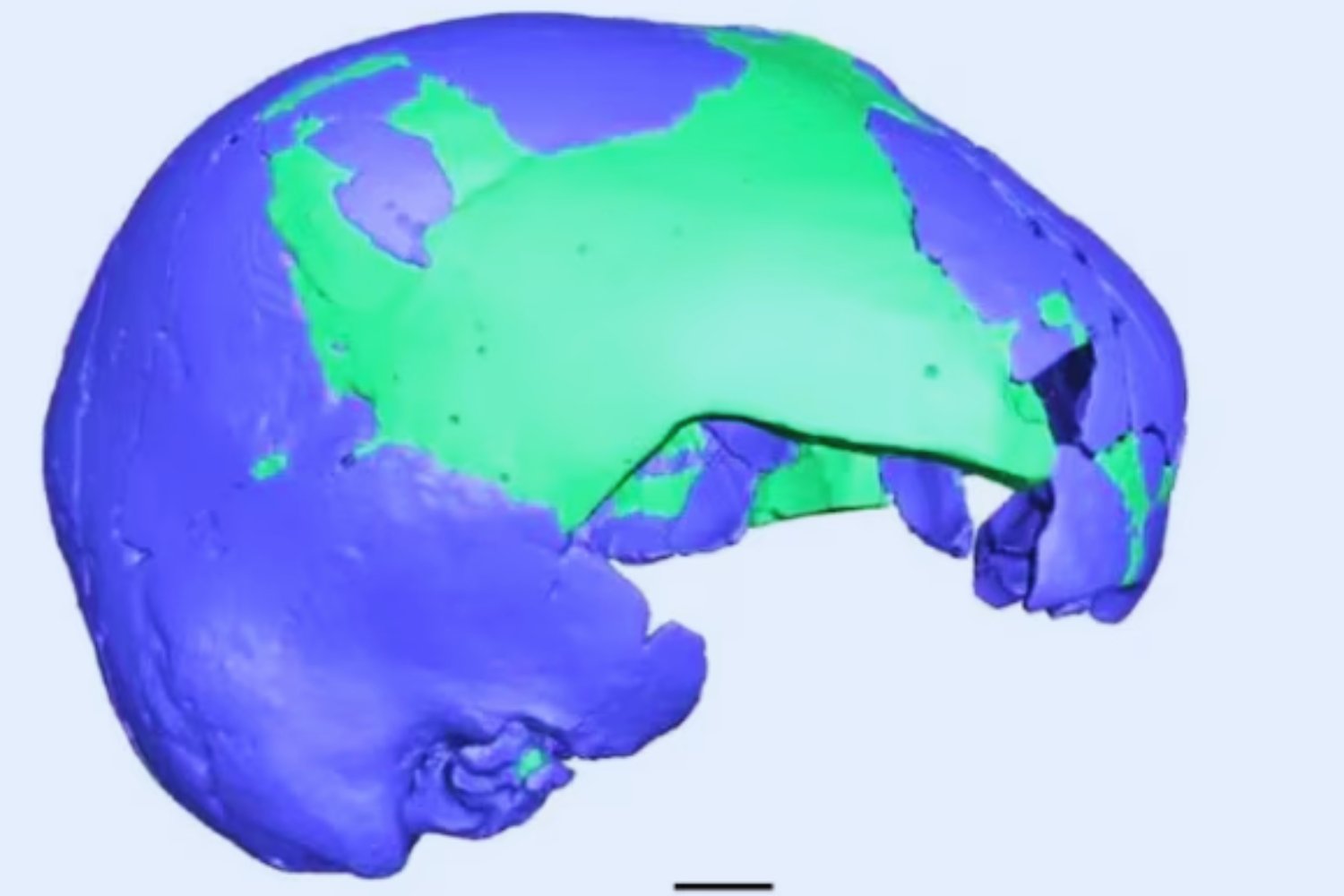 Un cráneo olvidado podría cambiar lo que sabemos sobre neandertales y Homo sapiens