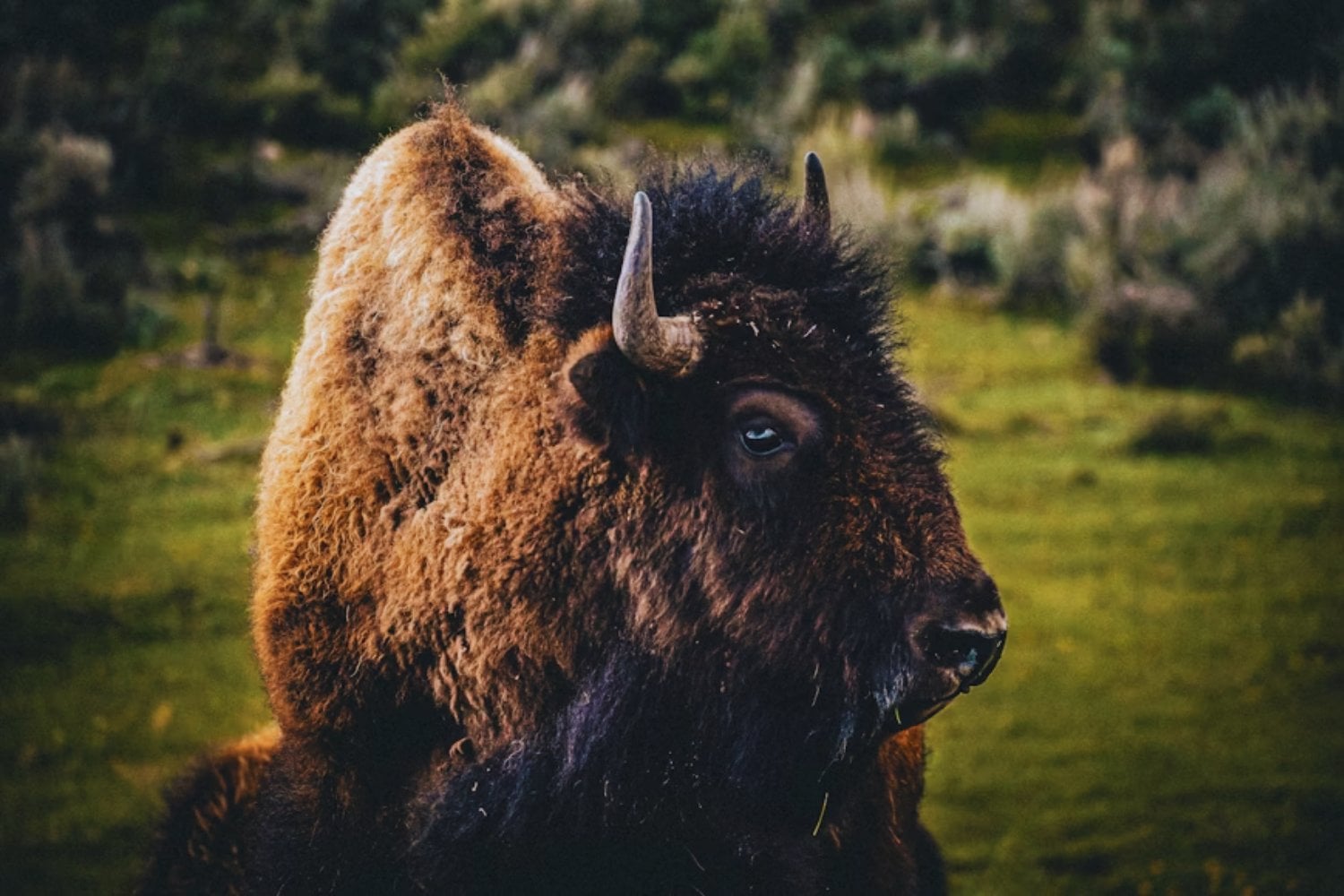 Los animales se mueven en Yellowstone y el internet entra en pánico… pero la Tierra no