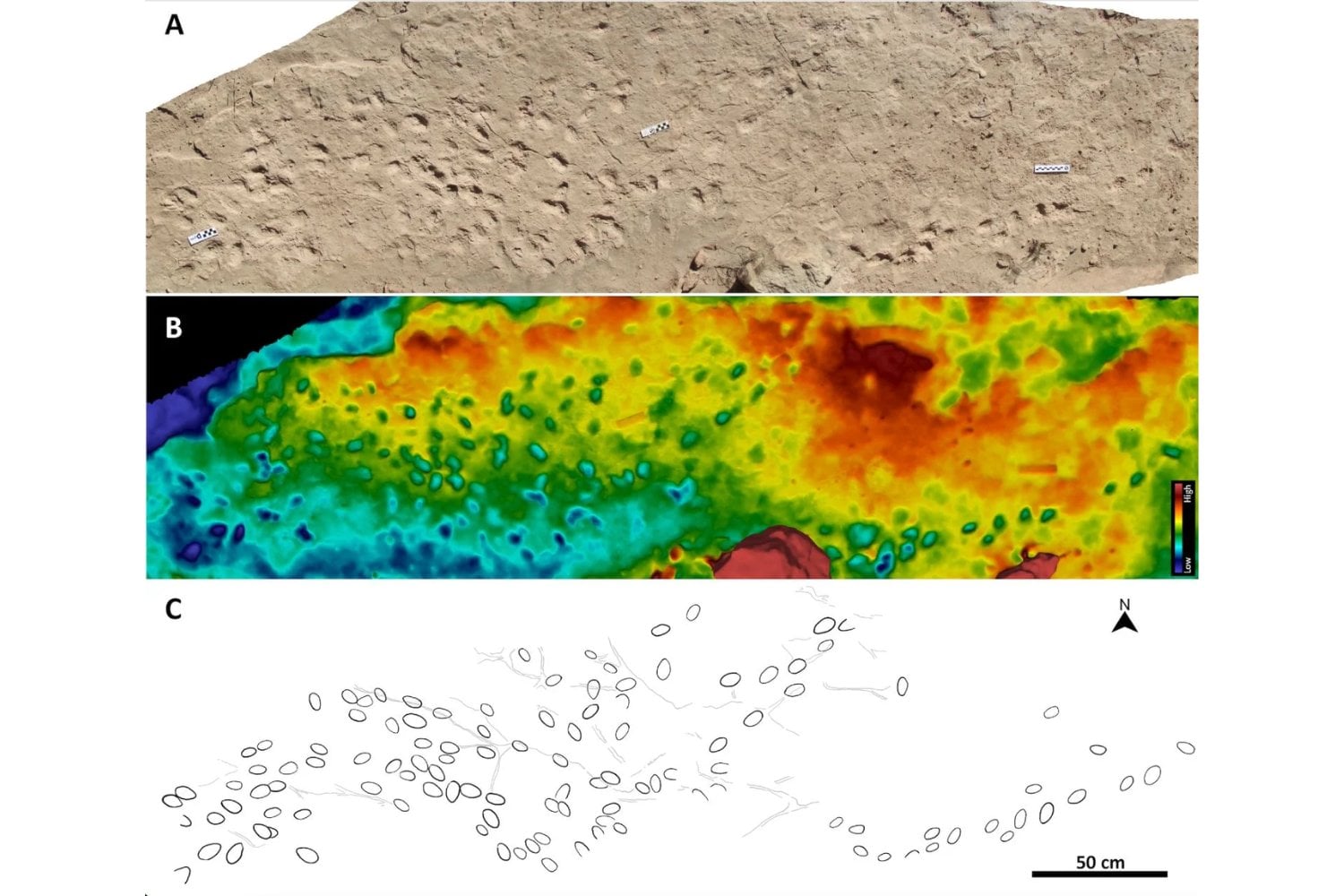 Una huella en el tiempo revela el secreto social de mamíferos extintos hace 10 millones de años