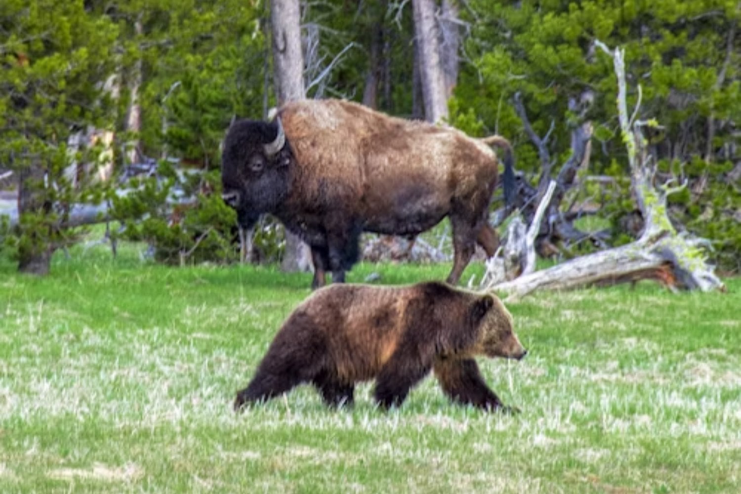 Los animales se mueven en Yellowstone y el internet entra en pánico… pero la Tierra no