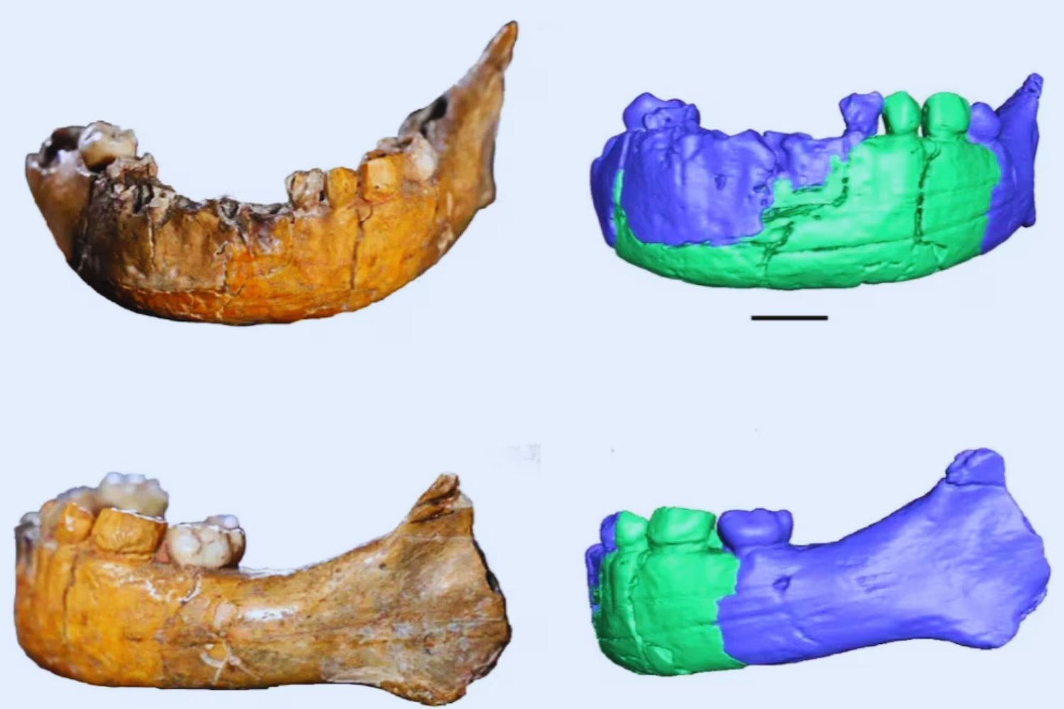 Un cráneo olvidado podría cambiar lo que sabemos sobre neandertales y Homo sapiens