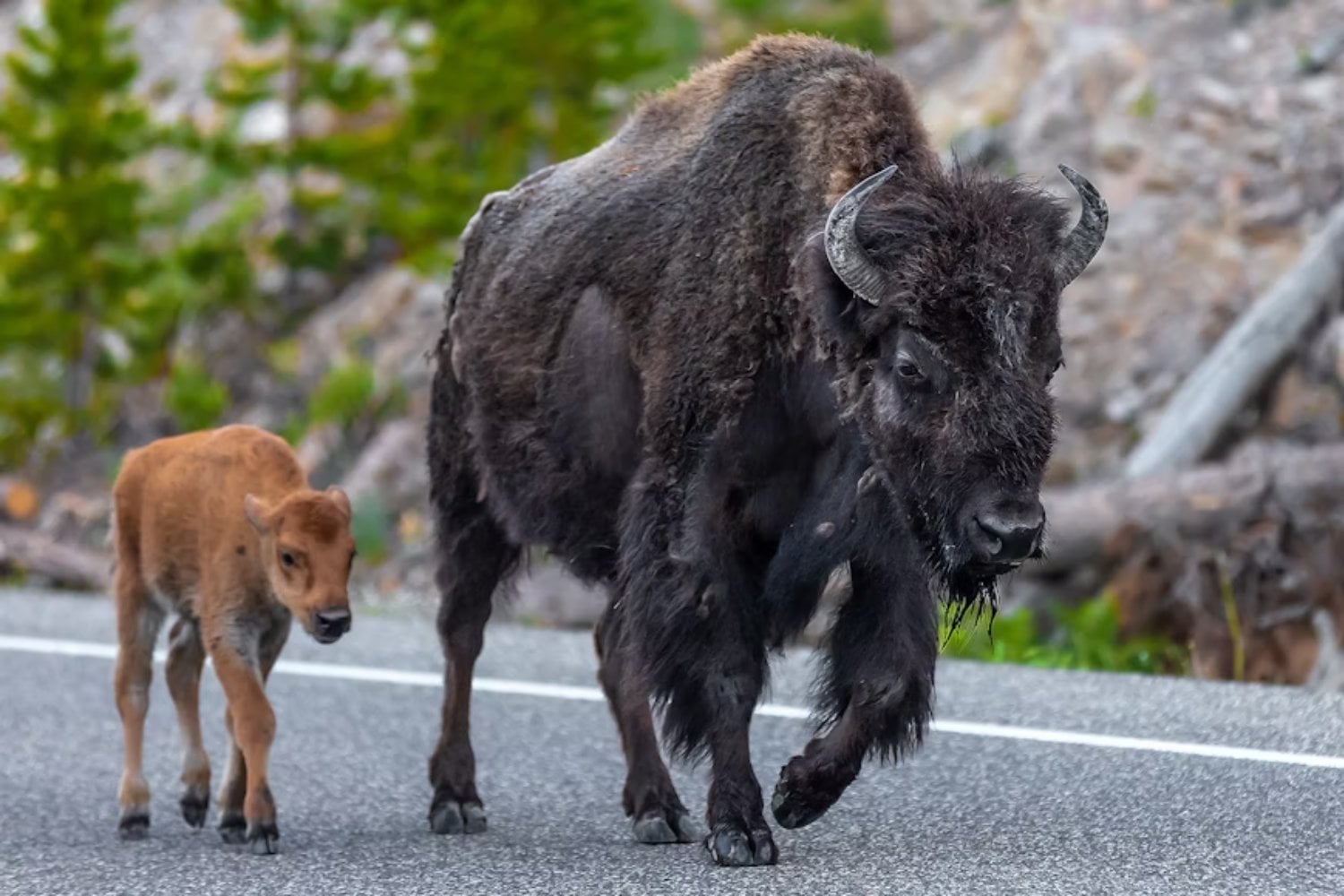 Los animales se mueven en Yellowstone y el internet entra en pánico… pero la Tierra no