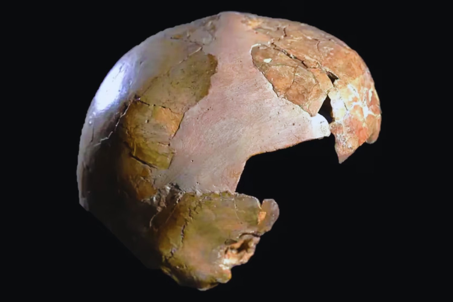 Un cráneo olvidado podría cambiar lo que sabemos sobre neandertales y Homo sapiens