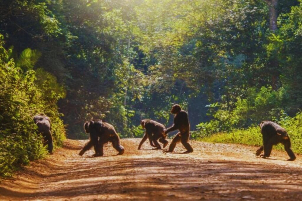 Los dejaron solos en una isla: años después, lo que encontraron conmovió al mundo