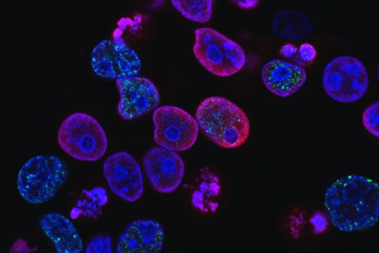 Crean embriones sin óvulo ni esperma: el avance británico que sacude la biología moderna