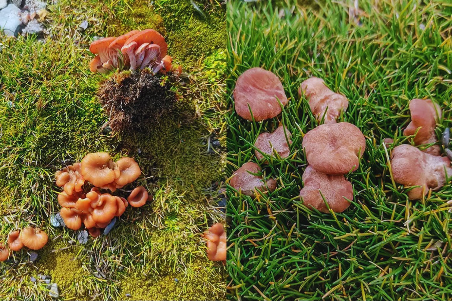 Lo que encontró este científico brasileño en la Antártida podría cambiar lo que sabemos sobre los hongos