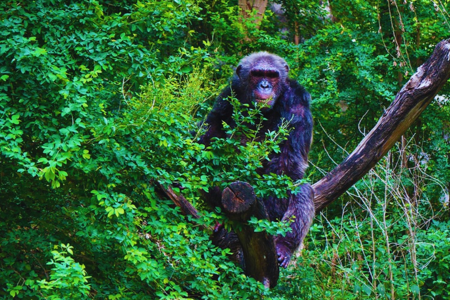 Los dejaron solos en una isla: años después, lo que encontraron conmovió al mundo