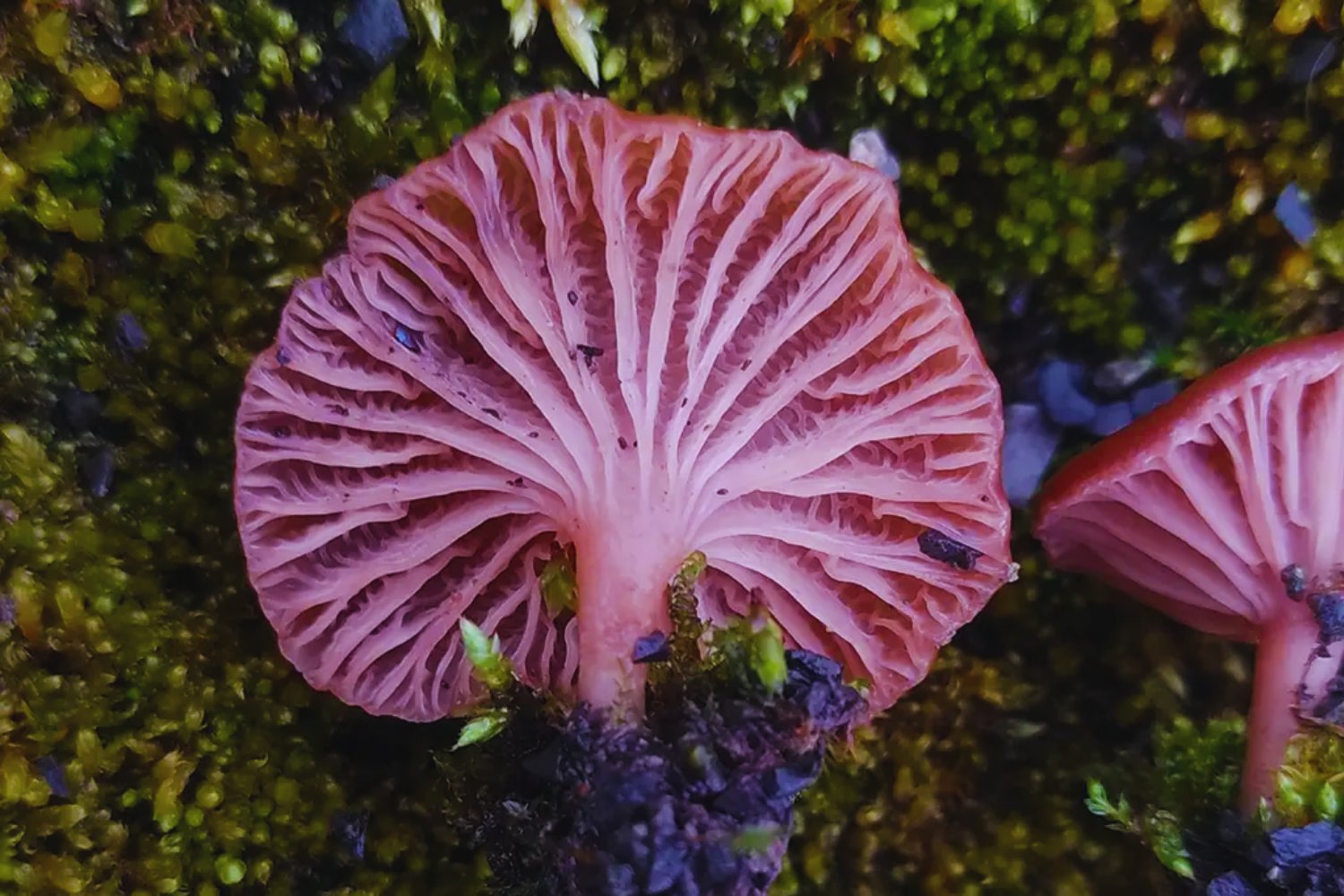 Lo que encontró este científico brasileño en la Antártida podría cambiar lo que sabemos sobre los hongos