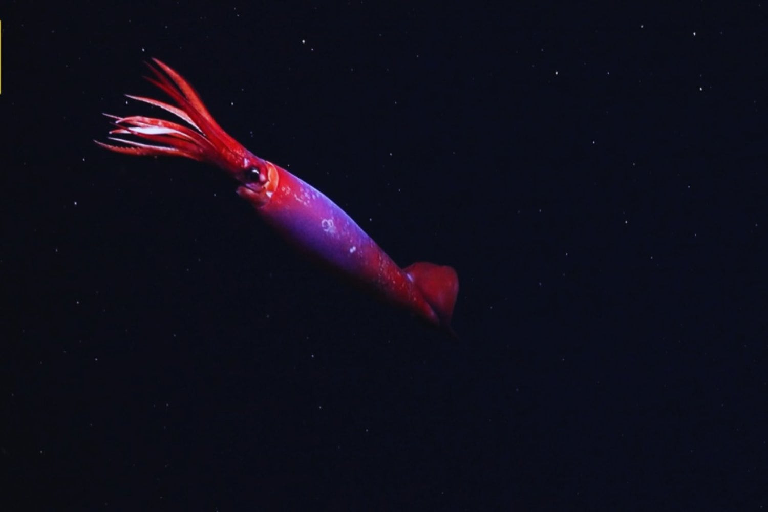 Un rojo en la oscuridad: lo que vieron los científicos bajo el hielo antártico dejó al mundo sin palabras