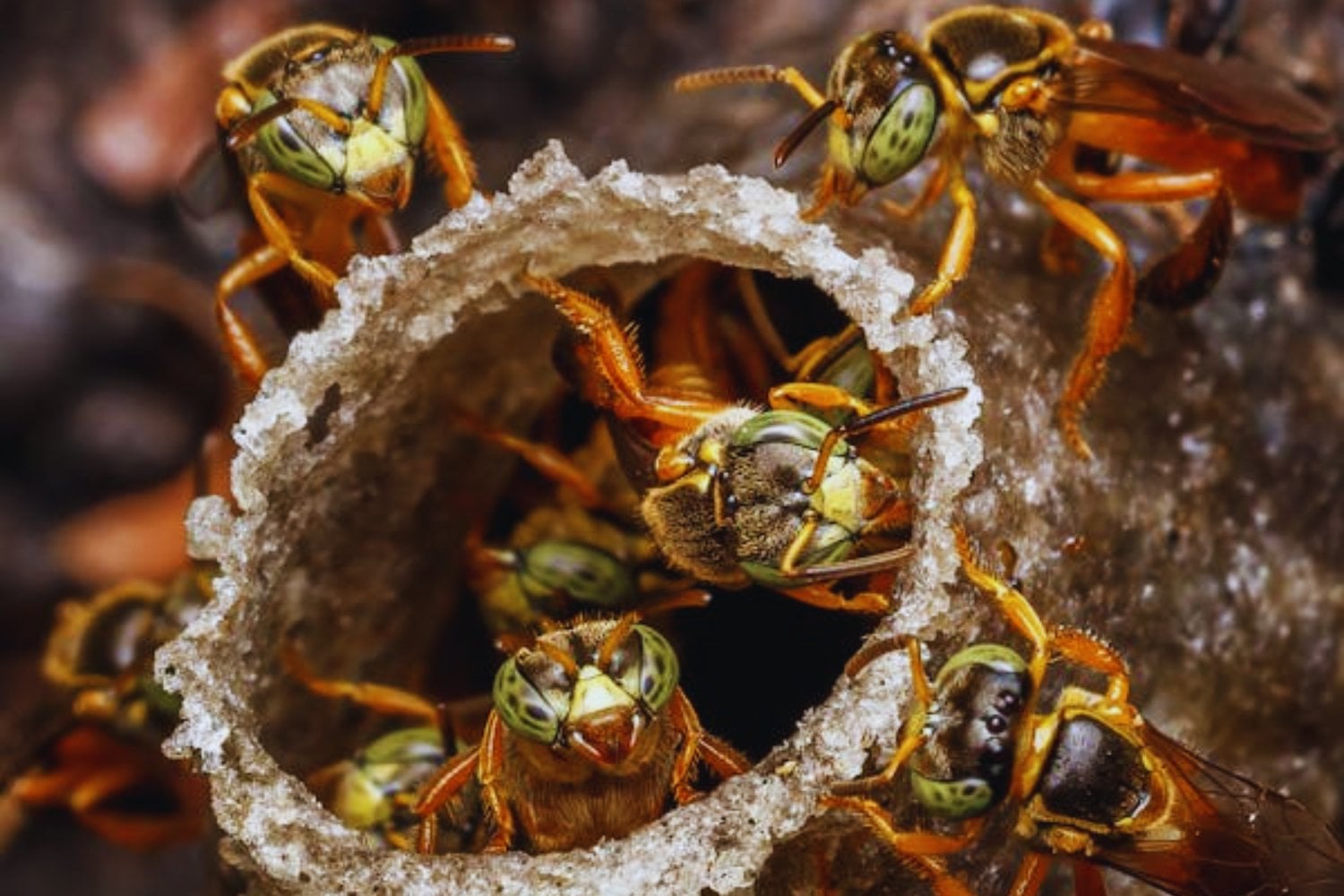 Un hallazgo inquietante en Carolina del Sur: el misterioso nido de avispas radiactivo en un antiguo sitio nuclear