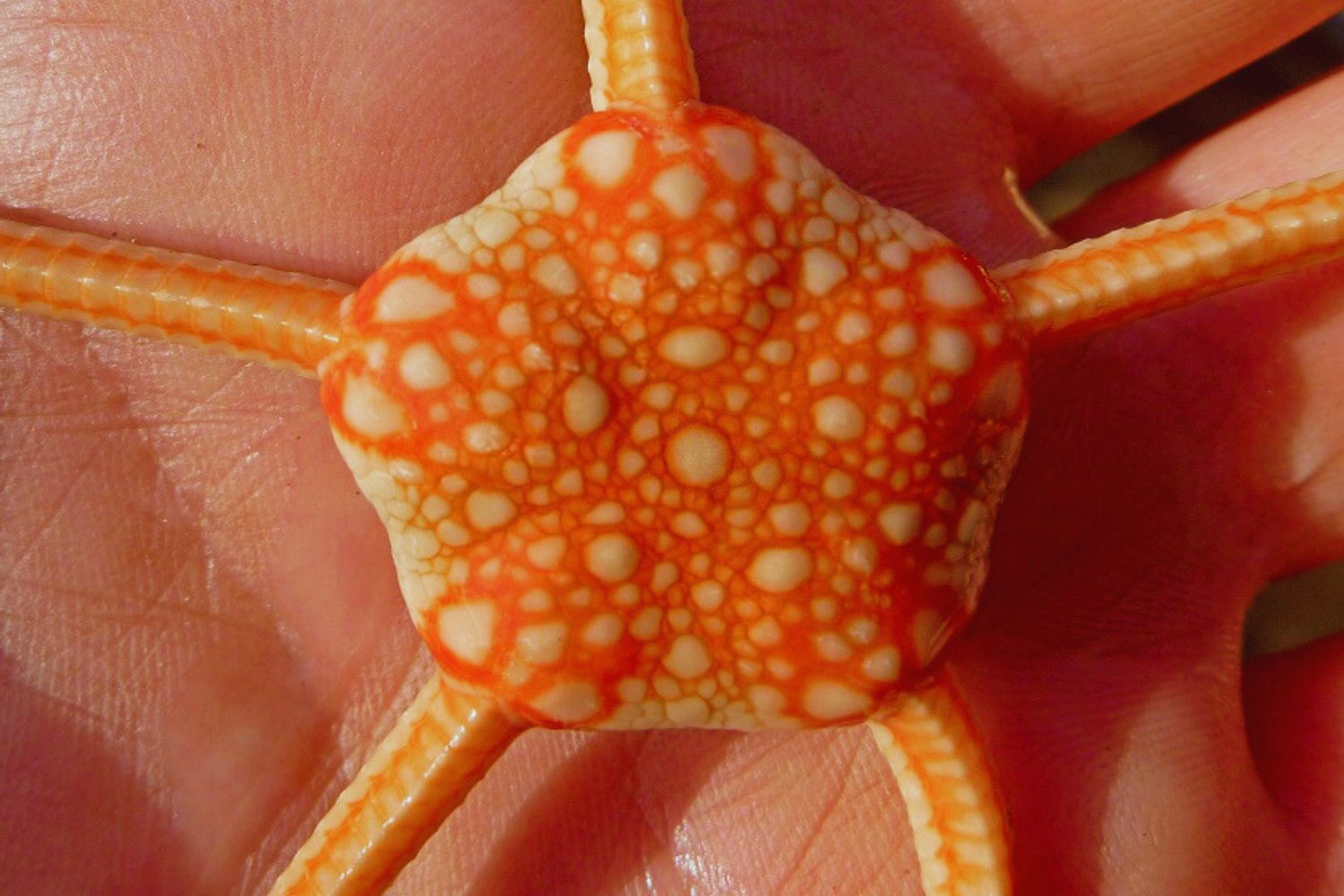 El océano profundo revela su historia secreta: hallan conexiones genéticas que reescriben la evolución marina