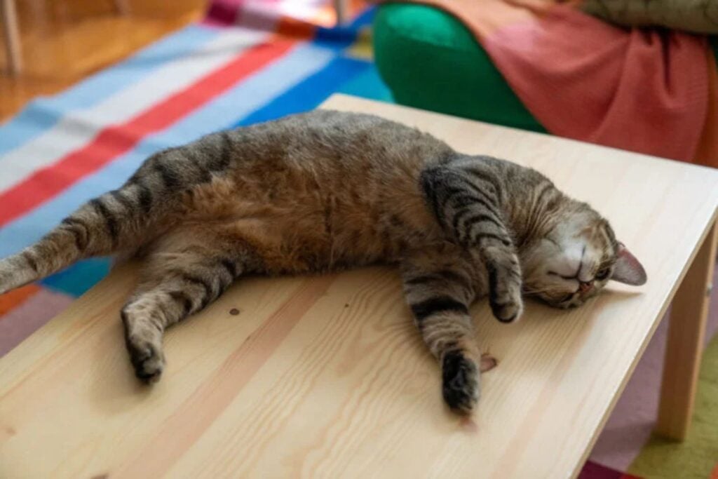 Diseño Sin Título 2025 07 17t224739.717