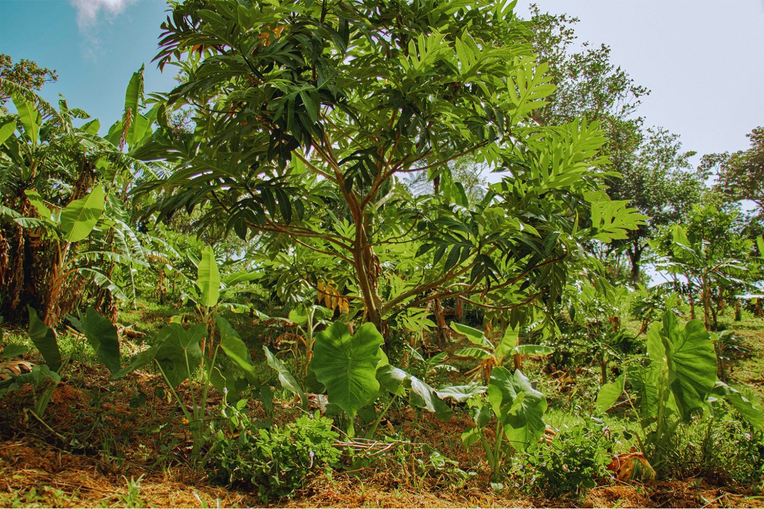 El árbol invisible que alimenta a millones y desató una rebelión que cambió la historia