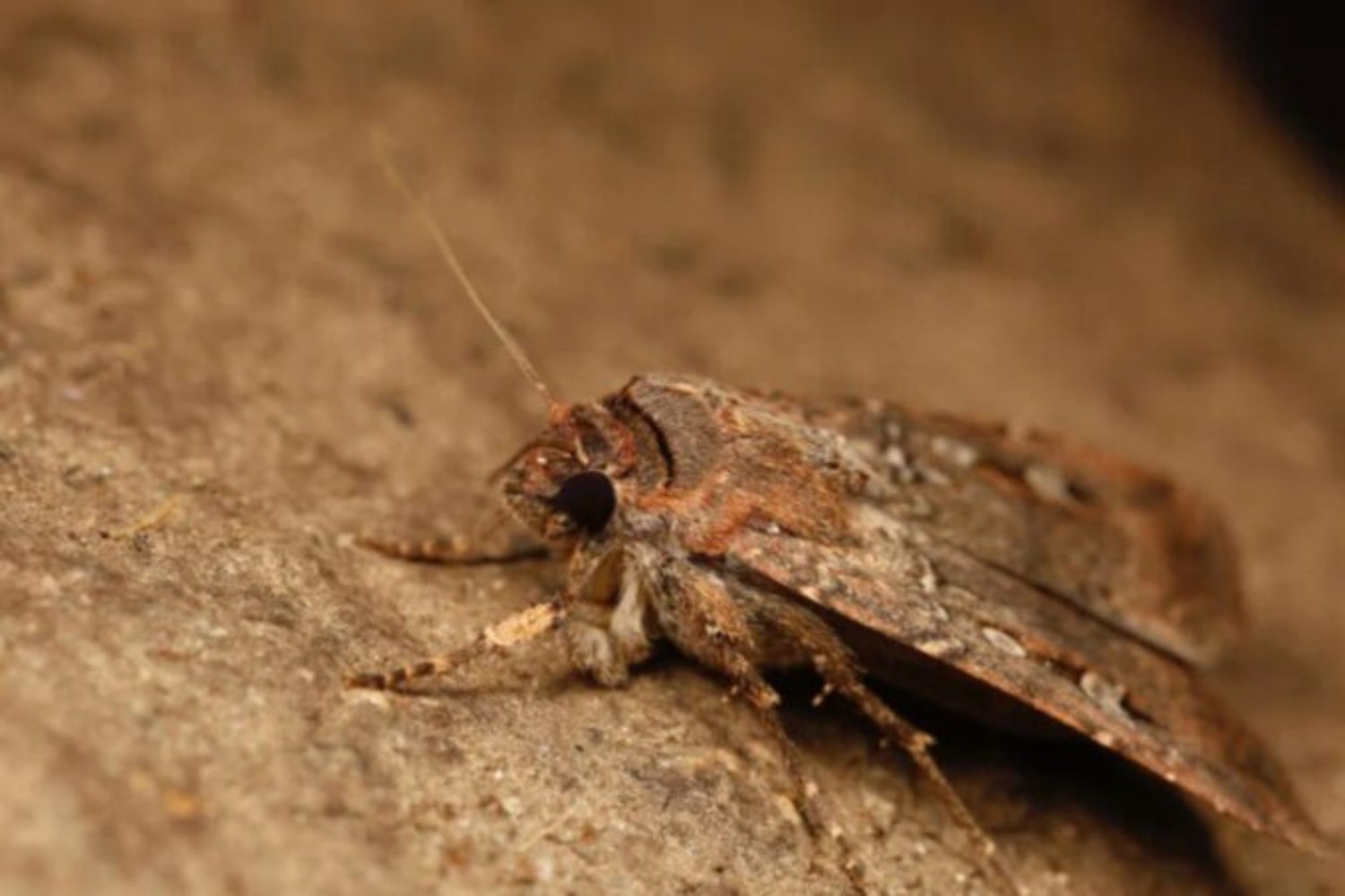 Un insecto que lee las estrellas: el primer invertebrado capaz de orientarse con la Vía Láctea