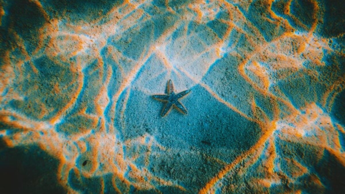 El océano profundo parecía aislado, oscuro y casi inmóvil, pero su ADN acaba de contar otra historia. Un estudio global revela una “autopista” evolutiva que conecta especies separadas por miles de kilómetros