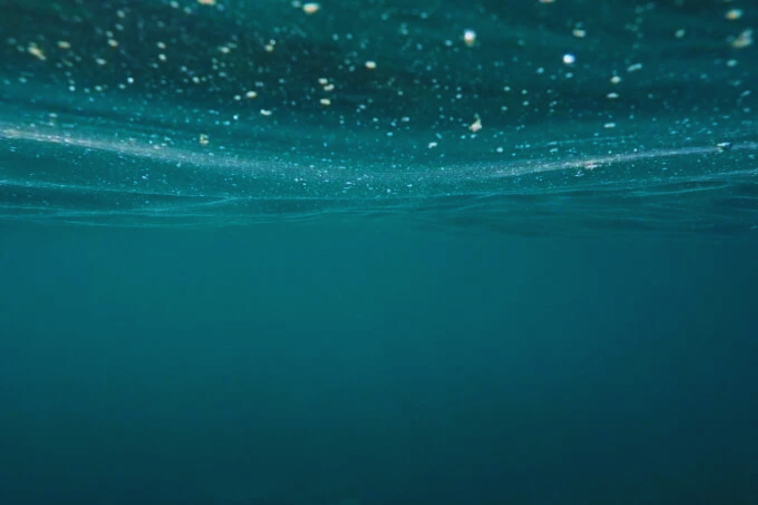 Alerta en el Mediterráneo: ¿qué está causando los extraños avistamientos y varamientos de mantarrayas?