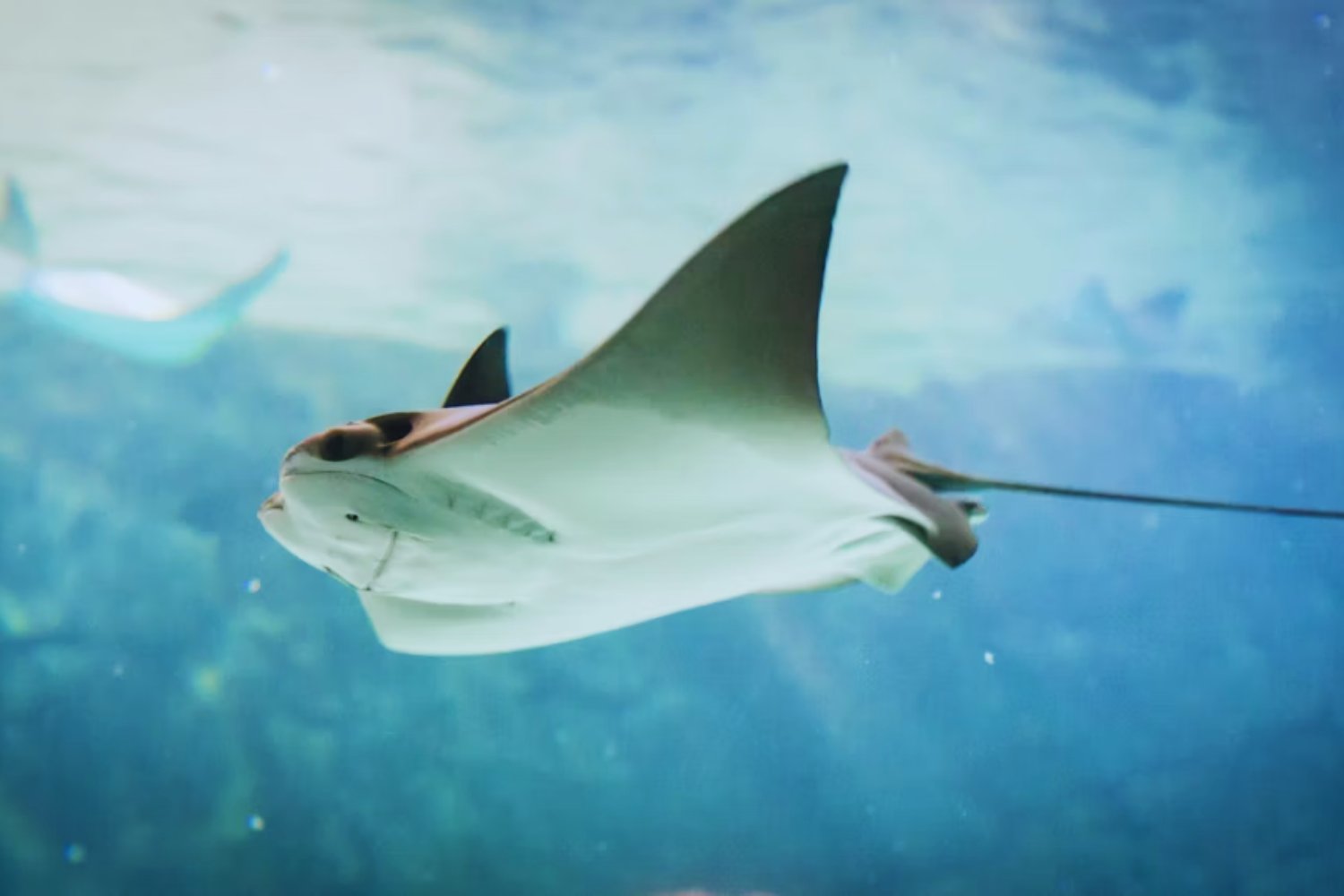 Alerta en el Mediterráneo: ¿qué está causando los extraños avistamientos y varamientos de mantarrayas?
