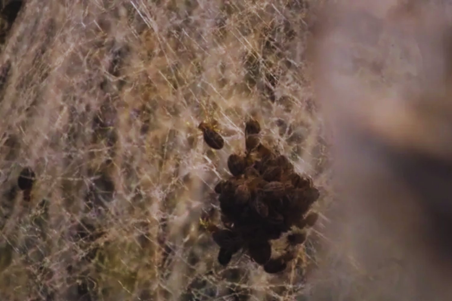 El sacrificio más extremo del reino animal: la impactante escena de arañas que devoran a sus propias madres