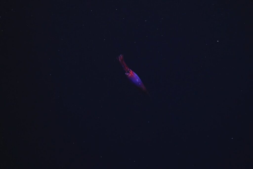 Un rojo en la oscuridad: lo que vieron los científicos bajo el hielo antártico dejó al mundo sin palabras