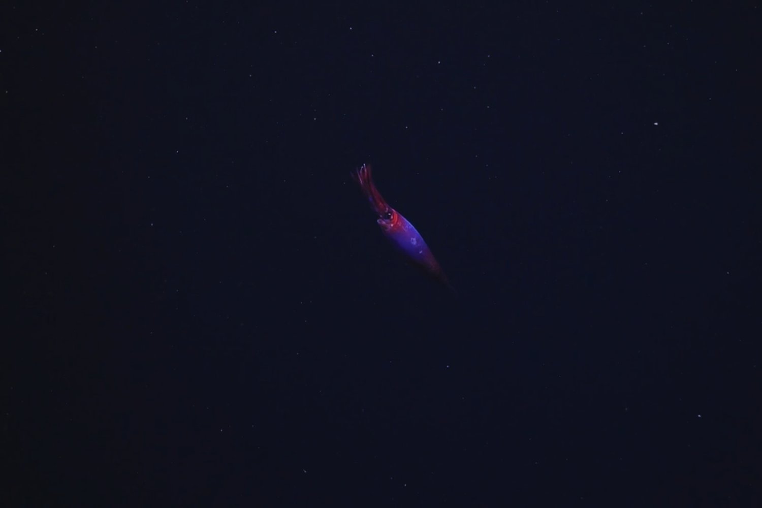 Un rojo en la oscuridad: lo que vieron los científicos bajo el hielo antártico dejó al mundo sin palabras