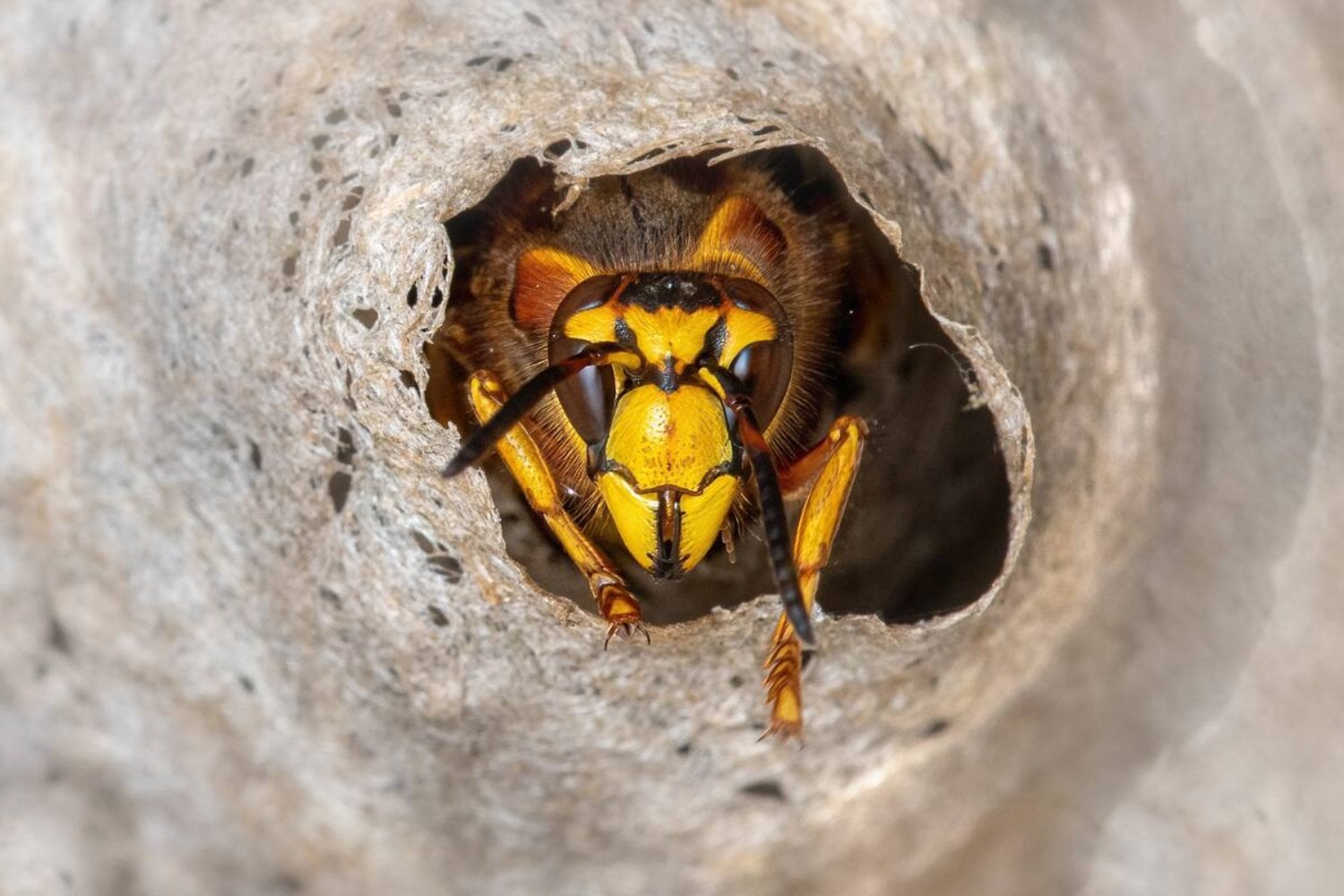 Un hallazgo inquietante en Carolina del Sur: el misterioso nido de avispas radiactivo en un antiguo sitio nuclear