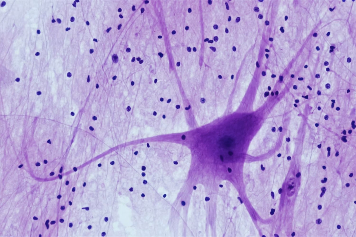 ¿Es posible revivir recuerdos tras la muerte? El sorprendente hallazgo que desafía los límites de la neurociencia