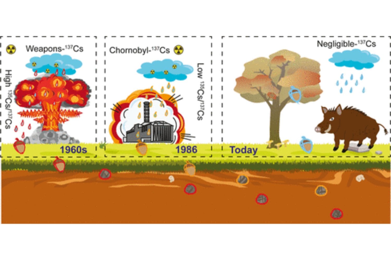 El misterio de los jabalís radiactivos de Chernóbil: ¿por qué siguen tan contaminados?