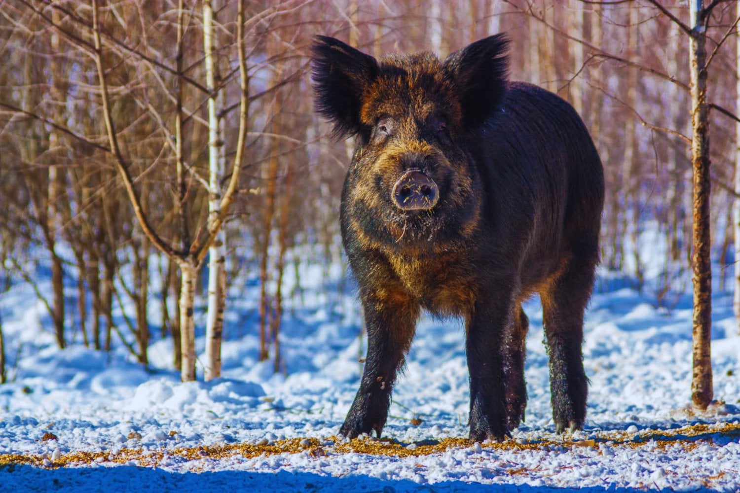 El misterio de los jabalís radiactivos de Chernóbil: ¿por qué siguen tan contaminados?