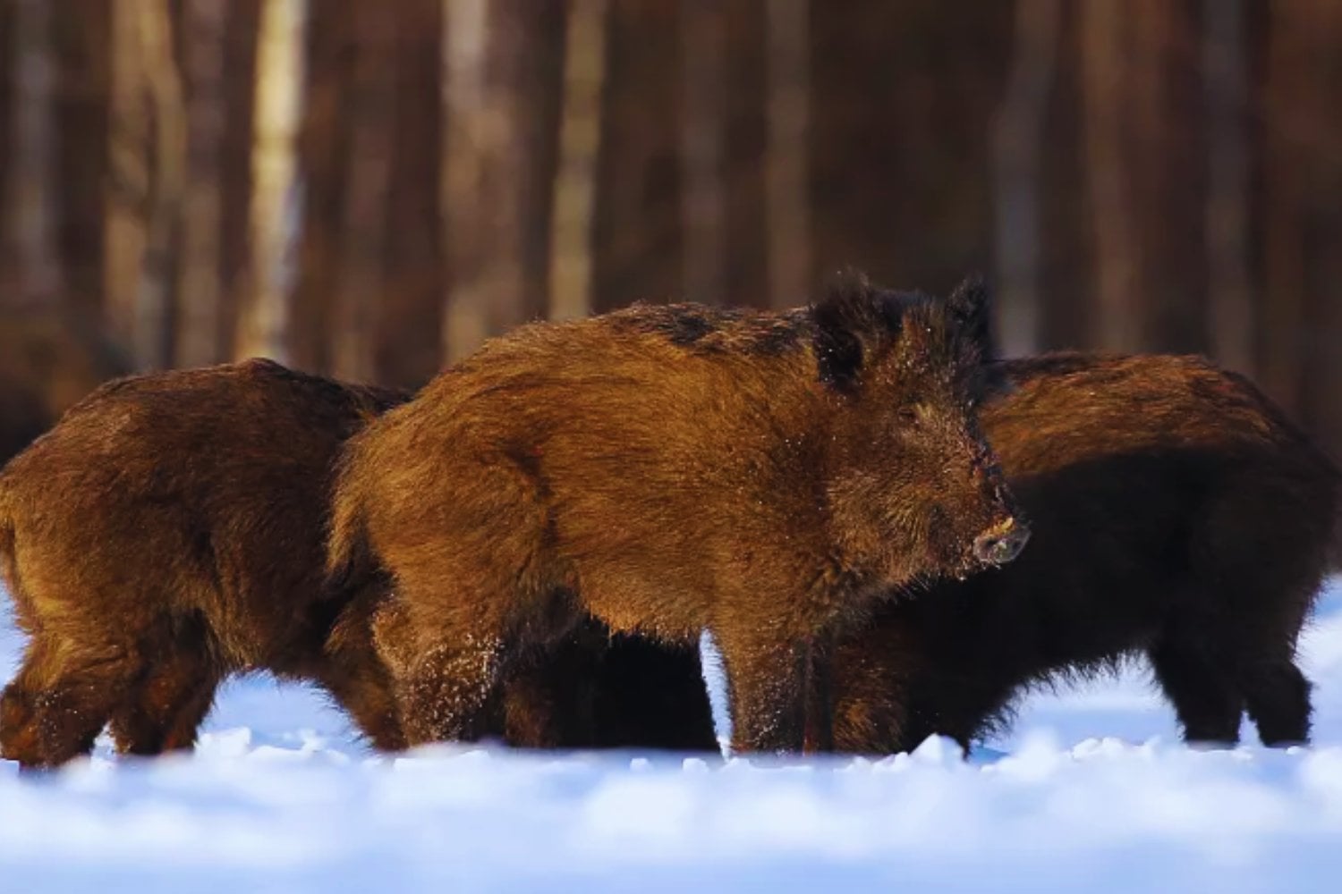 El misterio de los jabalís radiactivos de Chernóbil: ¿por qué siguen tan contaminados?