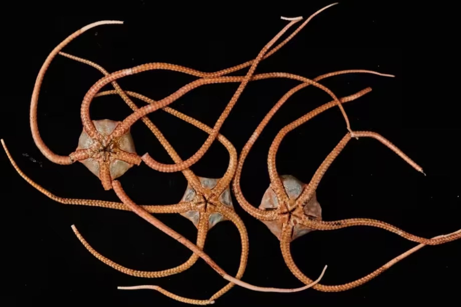 La red silenciosa del océano: cómo las estrellas frágiles unieron los fondos marinos del planeta
