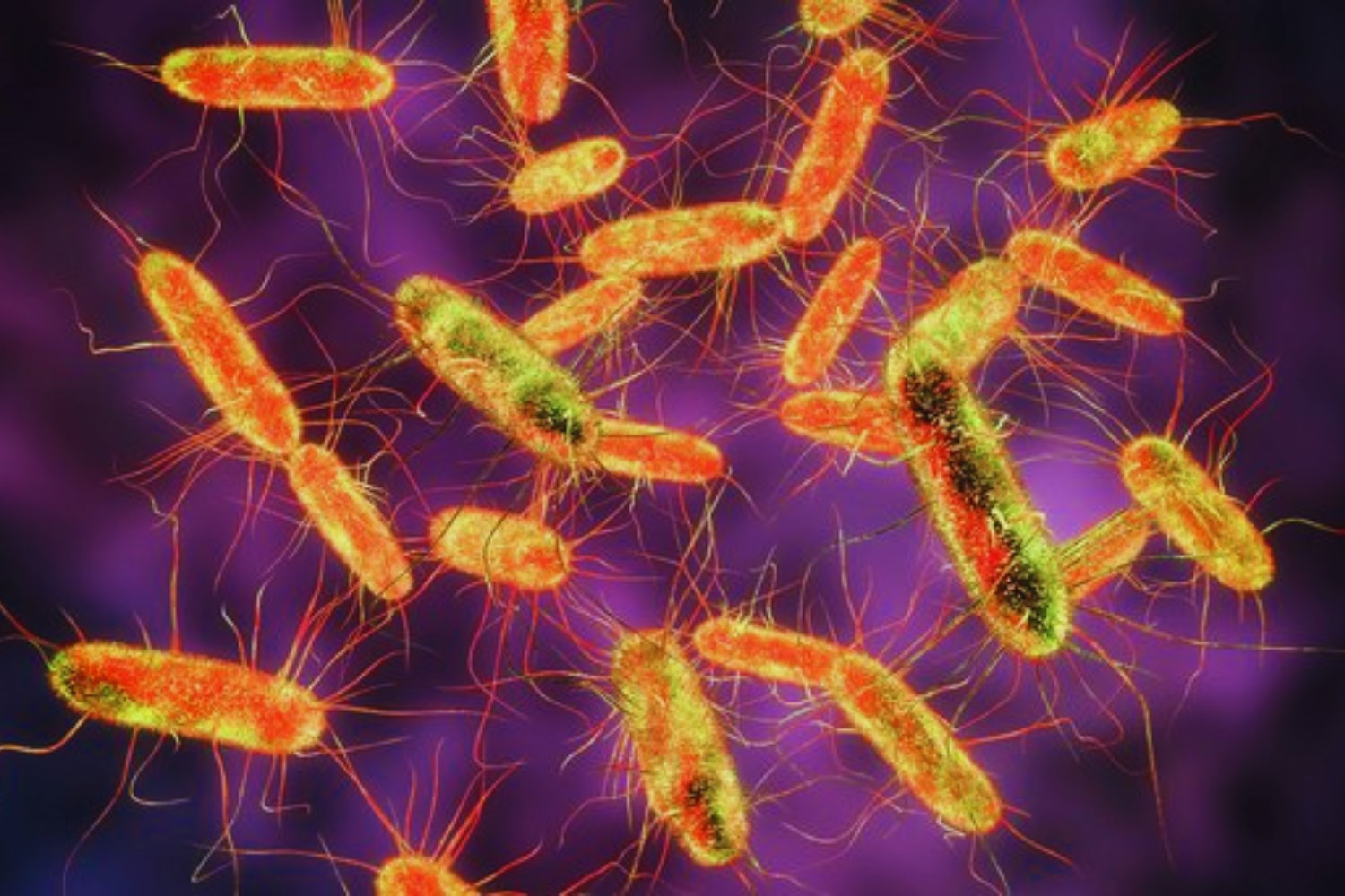 La fiebre tifoidea desafía a la medicina moderna: la alarmante expansión de bacterias resistentes a los antibióticos