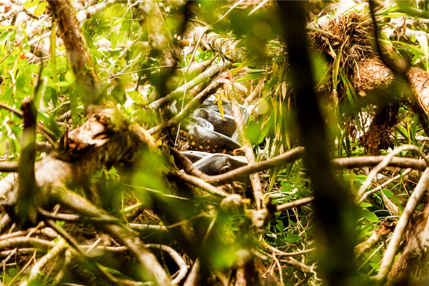 Diseño Sin Título (38)