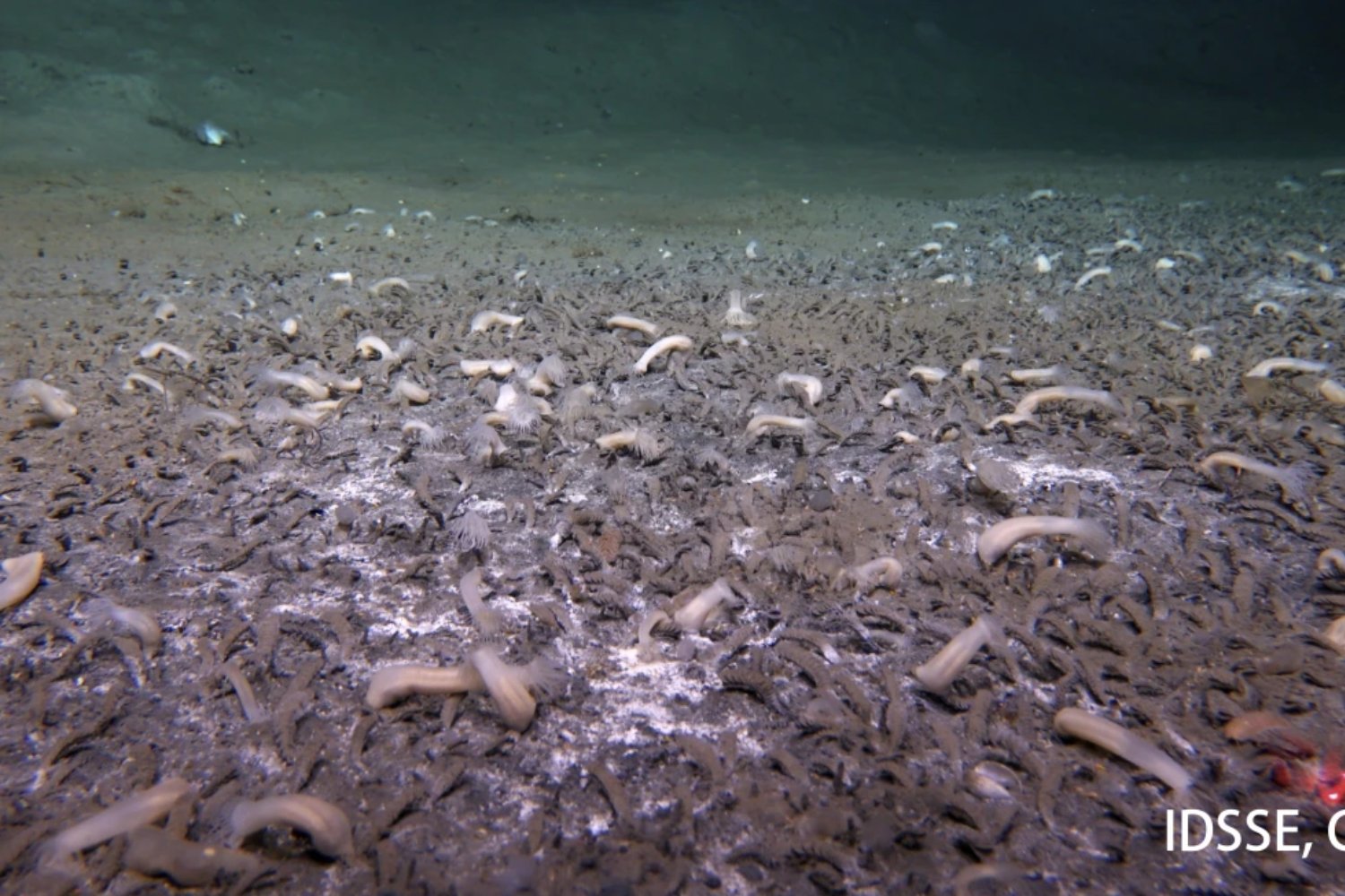 Misteriosas criaturas halladas en las profundidades extremas del océano revelan una red de vida inesperada