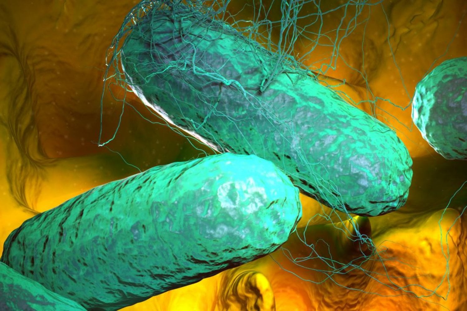 La fiebre tifoidea desafía a la medicina moderna: la alarmante expansión de bacterias resistentes a los antibióticos