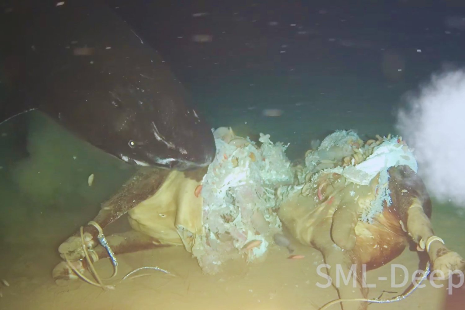 Ocho sombras en la profundidad: lo que reveló una vaca hundida en el mar de China