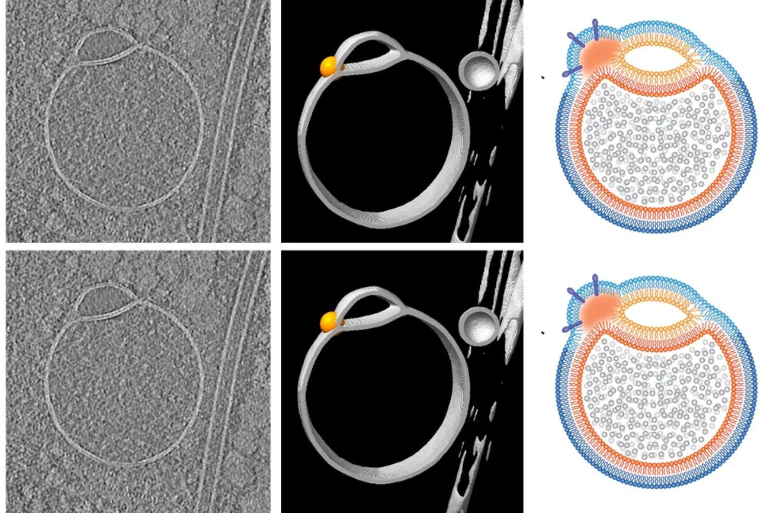 Descubren una estructura desconocida en células humanas: ¿un nuevo orgánulo?