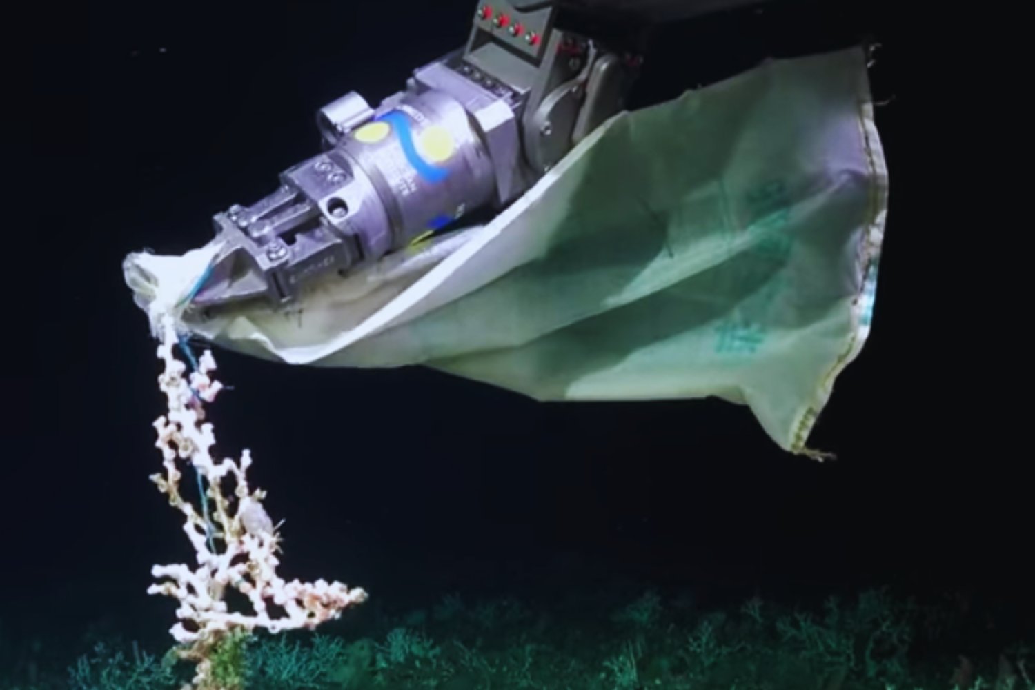 Misterio en las profundidades de Mar del Plata: el hallazgo que nadie esperaba a 1.200 metros bajo el mar