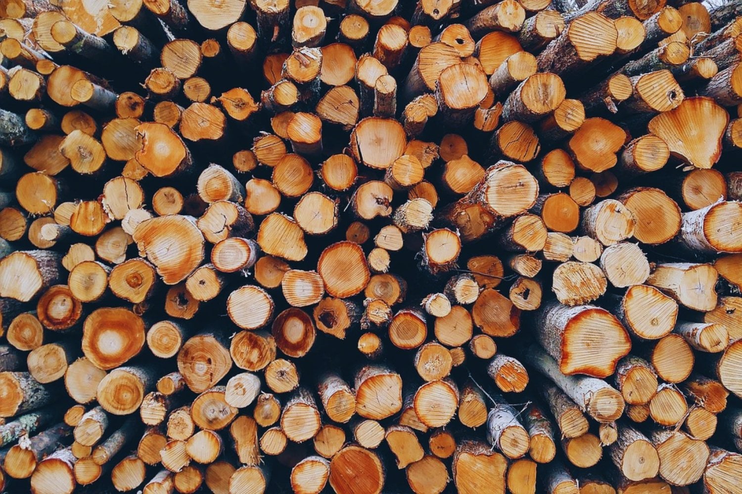 Enterrar residuos de madera podría enfriar el planeta: la sorprendente propuesta para capturar carbono