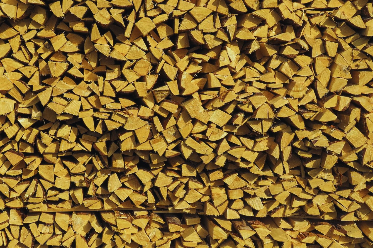Enterrar residuos de madera podría enfriar el planeta: la sorprendente propuesta para capturar carbono