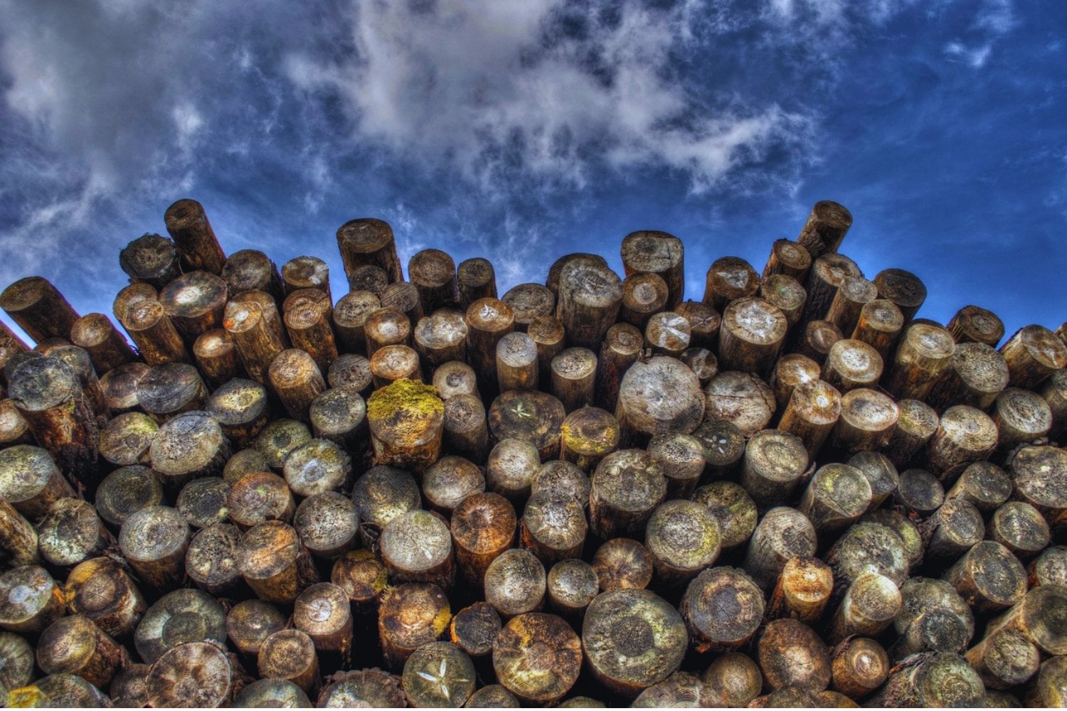 Enterrar residuos de madera podría enfriar el planeta: la sorprendente propuesta para capturar carbono